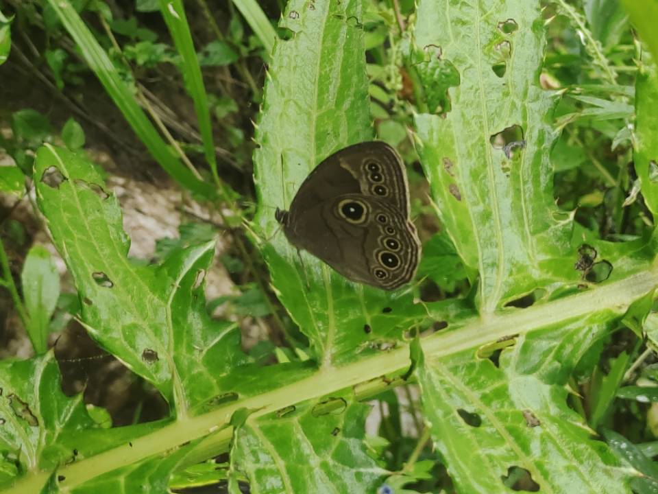 边纹黛眼蝶