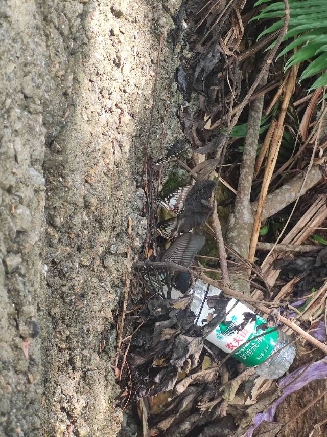 蓝凤蝶