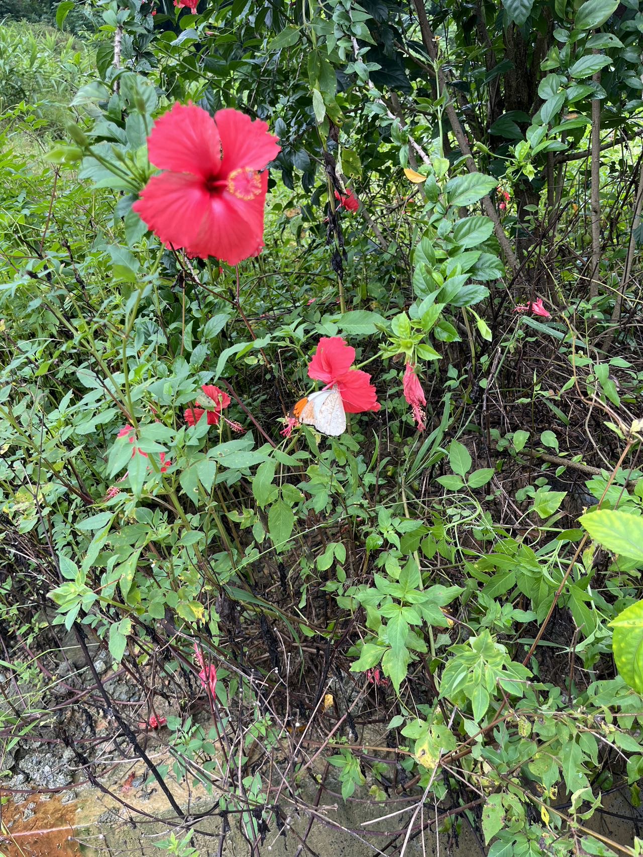 鹤顶粉蝶