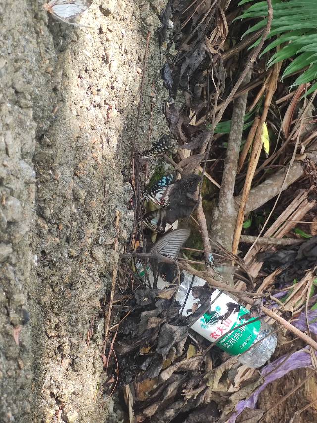 银钩青凤蝶