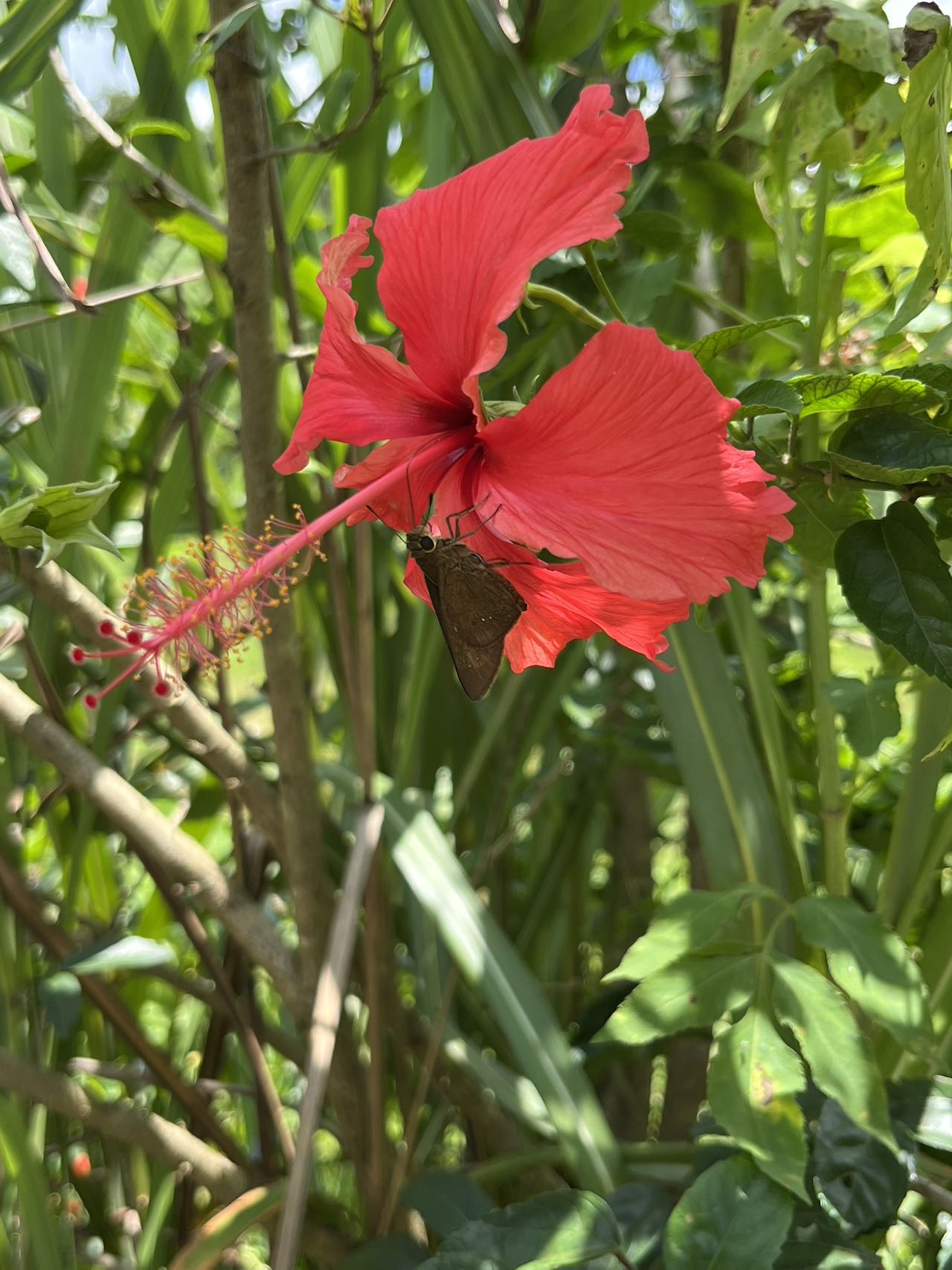 印度谷弄蝶