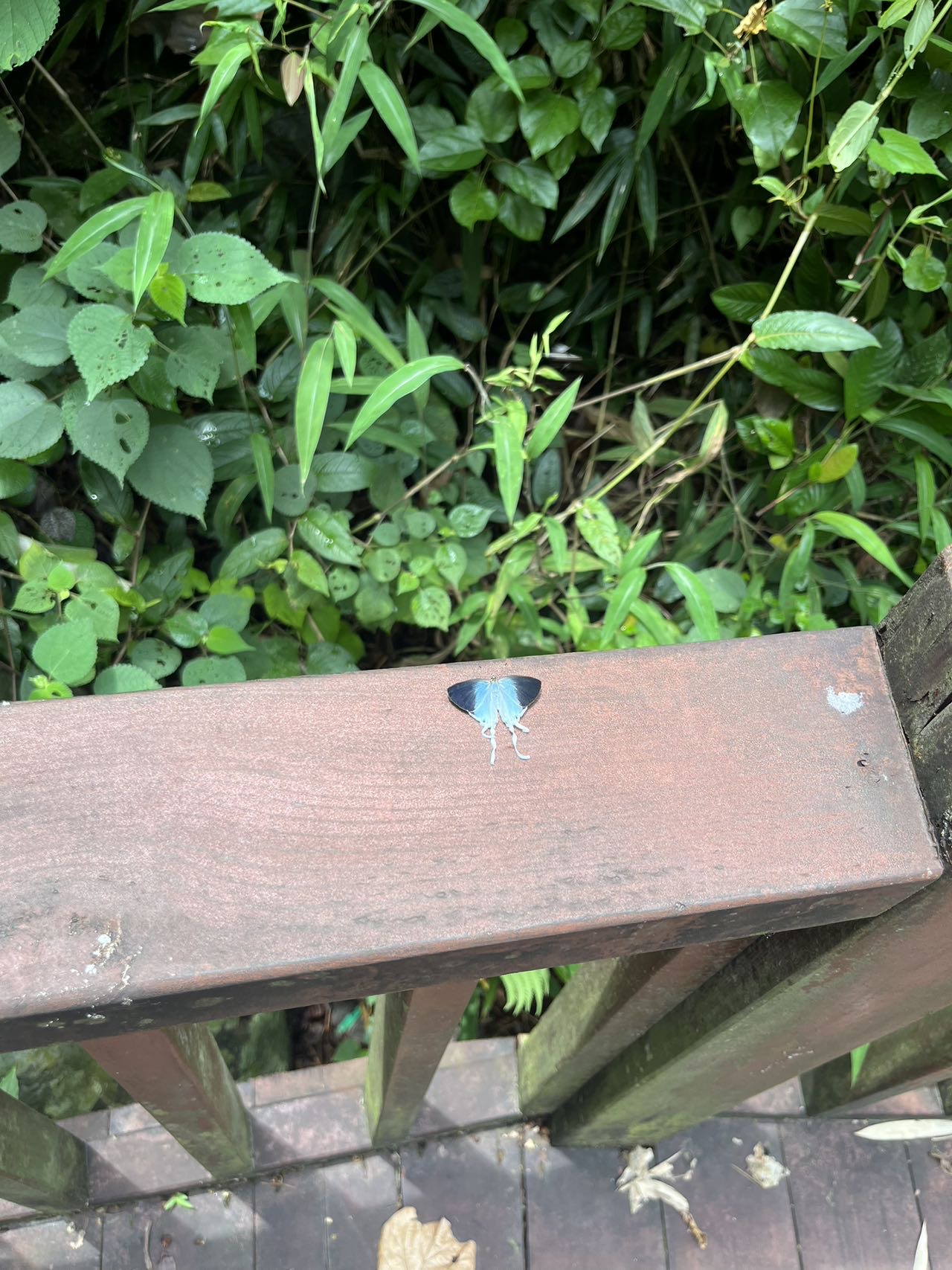 珍灰蝶
