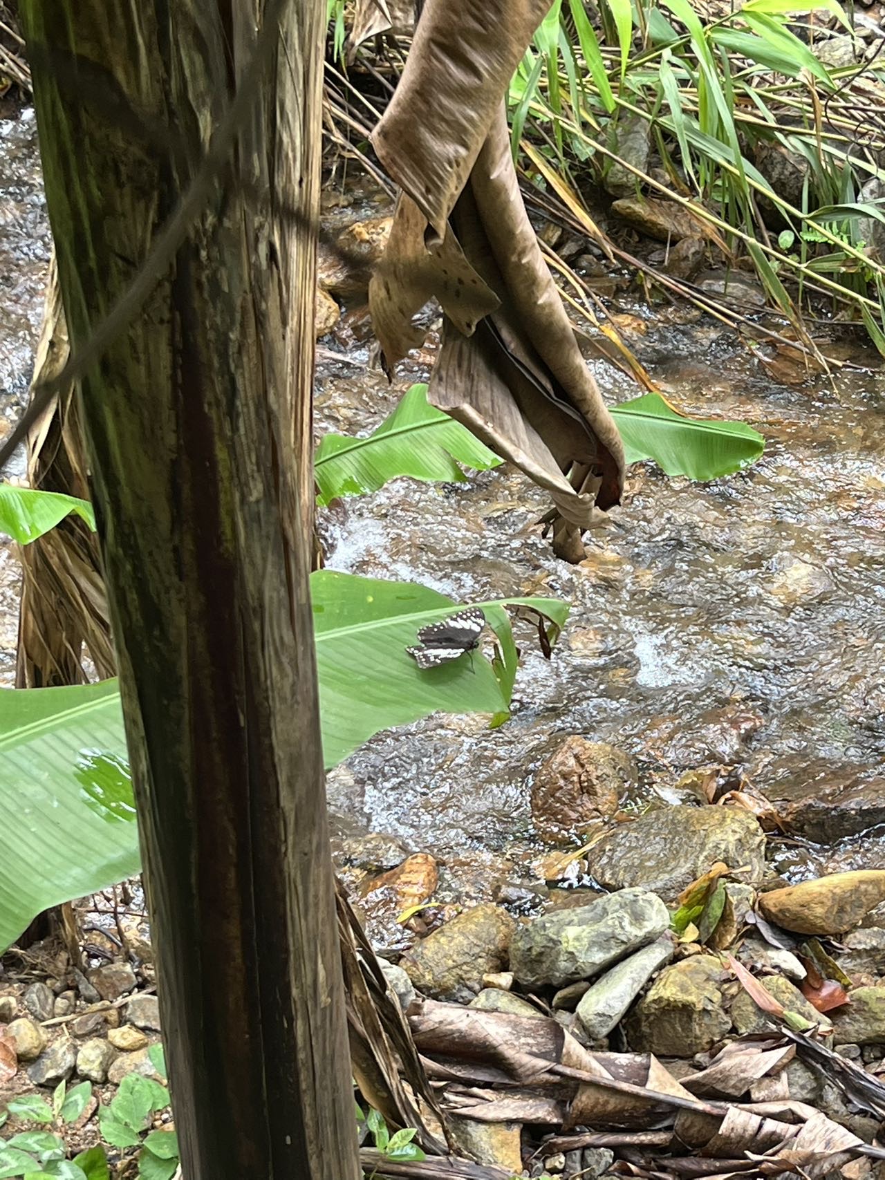白斑眼蝶