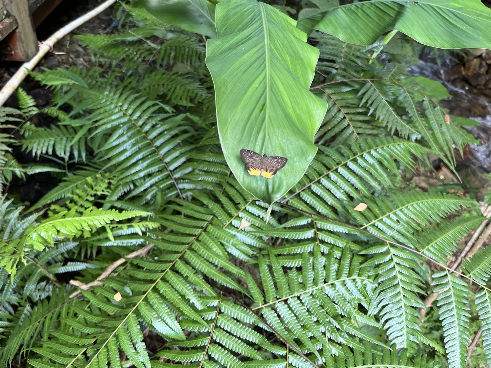 毛脉弄蝶