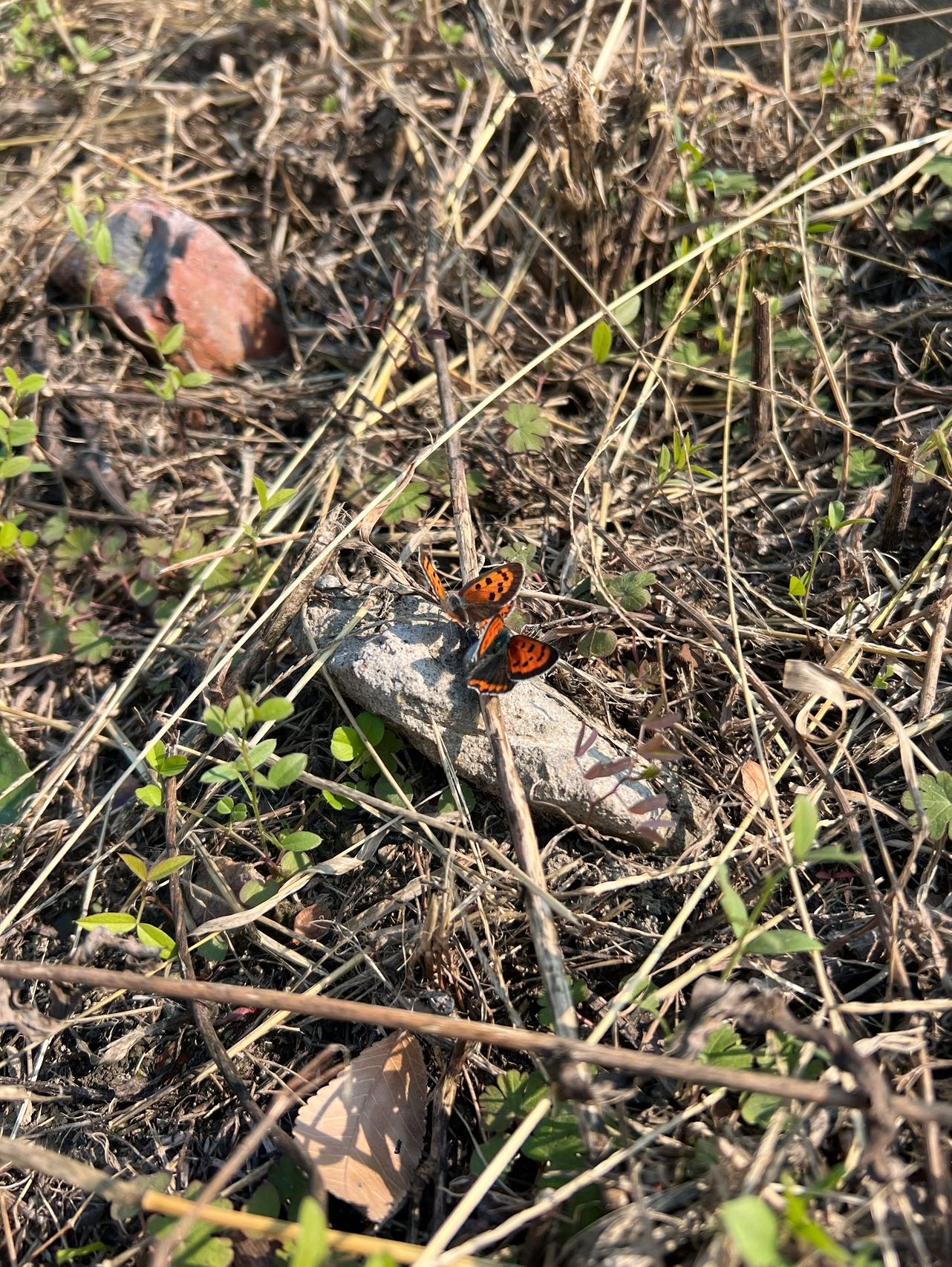 红灰蝶