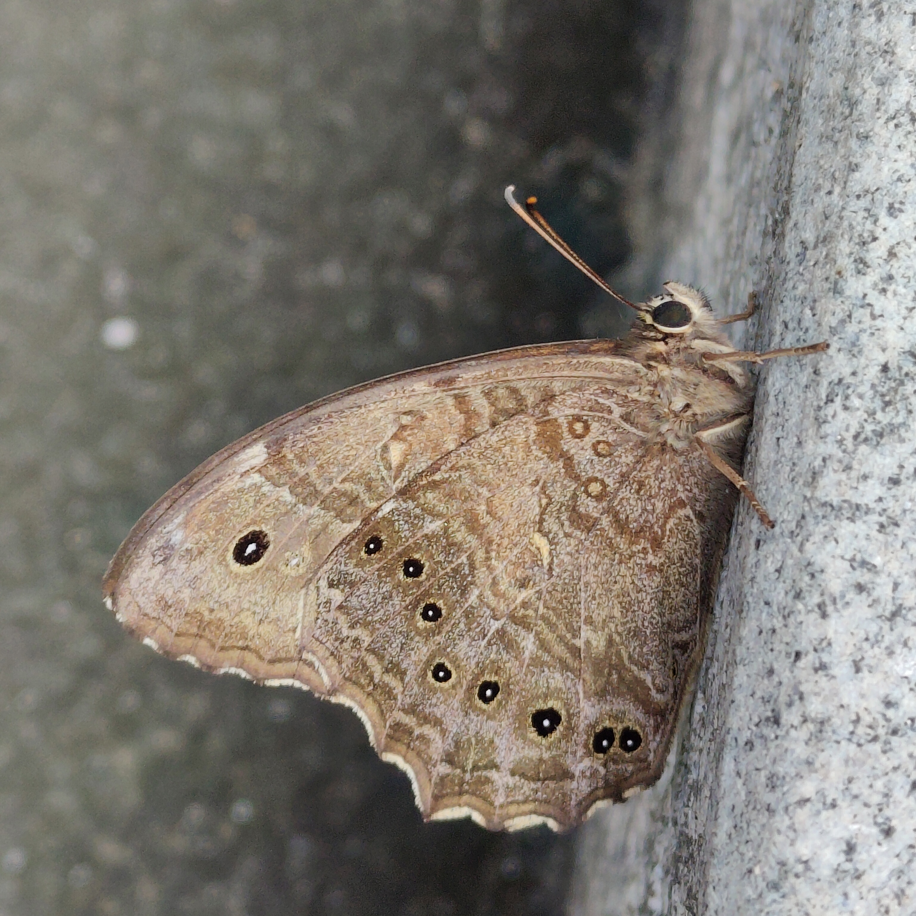 蒙链荫眼蝶