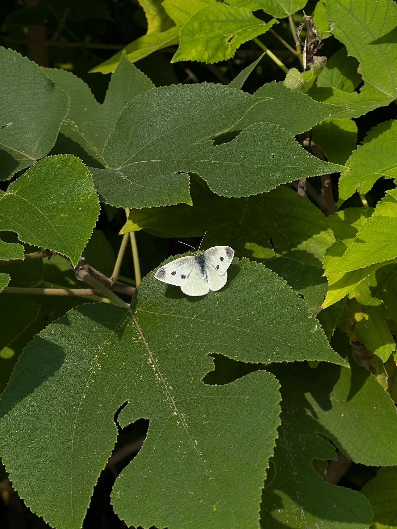 菜粉蝶