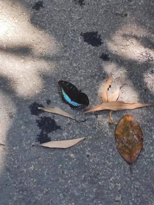 绿裙蛱蝶