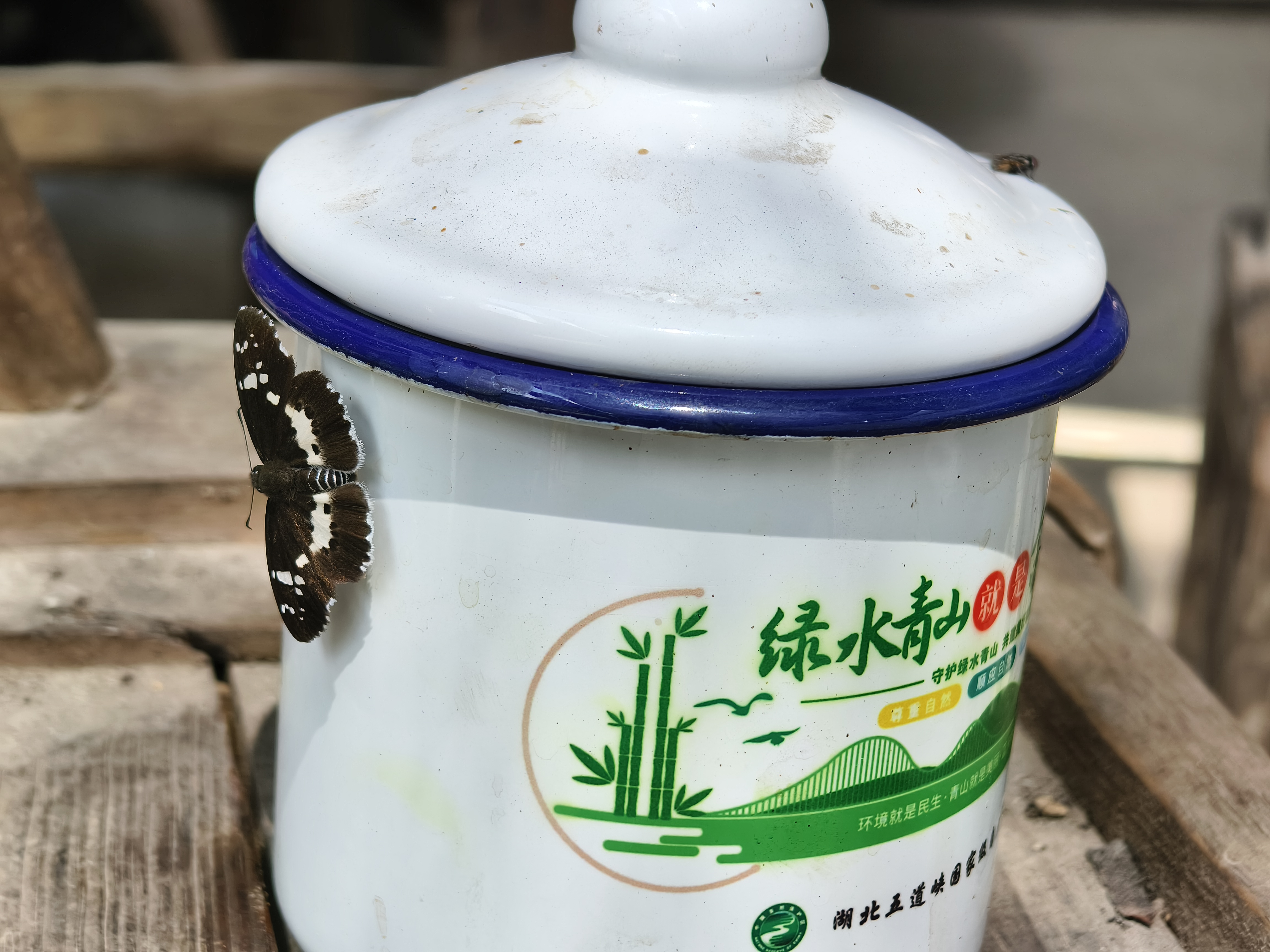 黑裙弄蝶