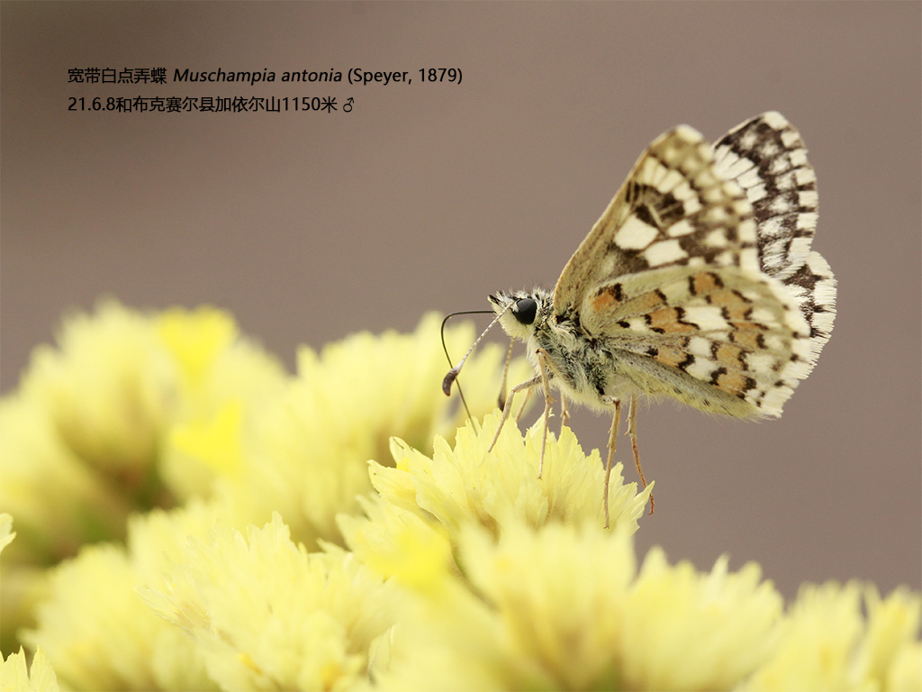 宽带白点弄蝶