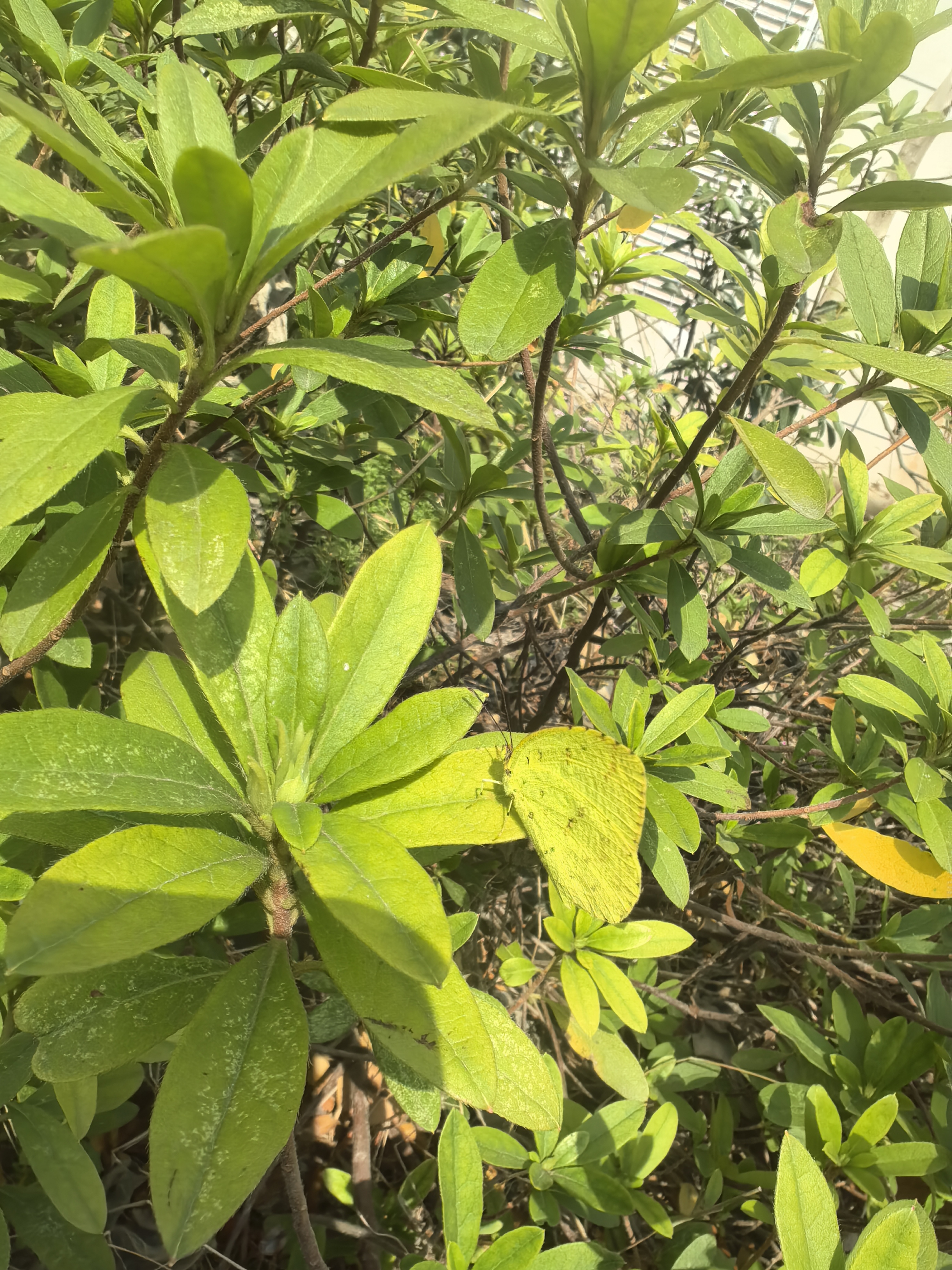 北黄粉蝶