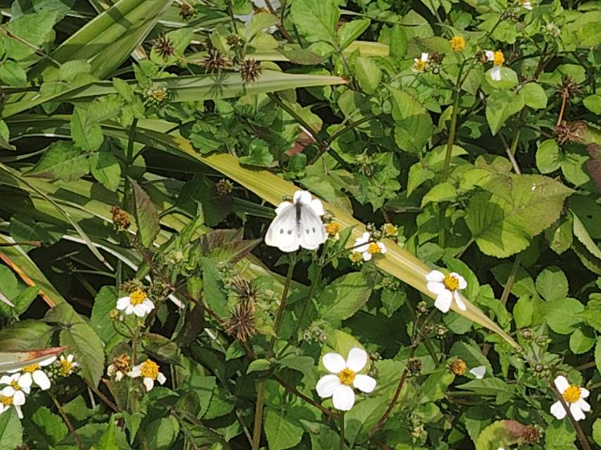 菜粉蝶