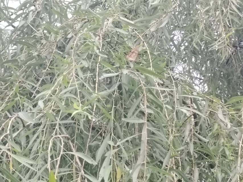 柳紫闪蛱蝶