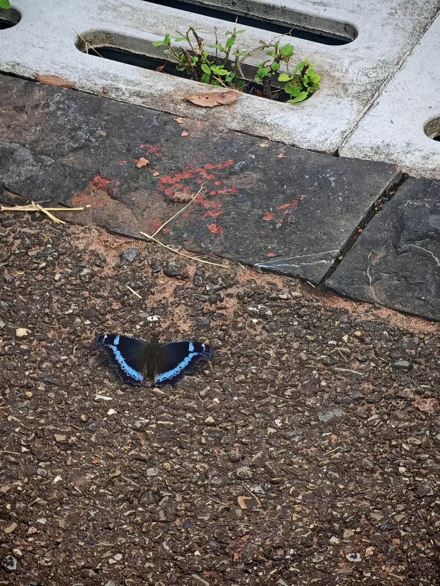 琉璃蛱蝶
