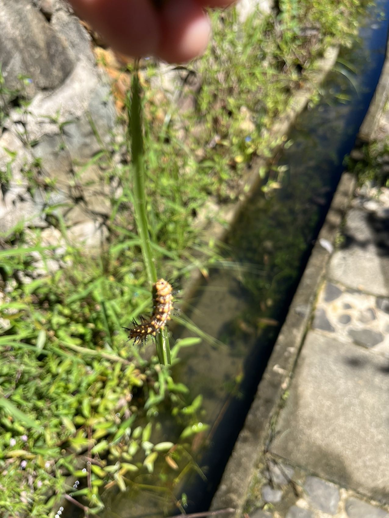 苎麻珍蝶