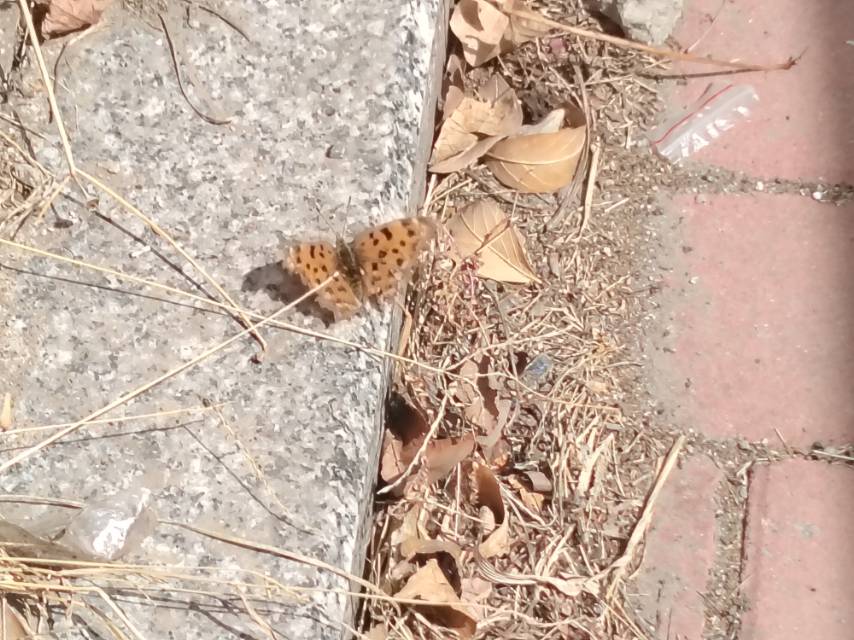 黄钩蛱蝶