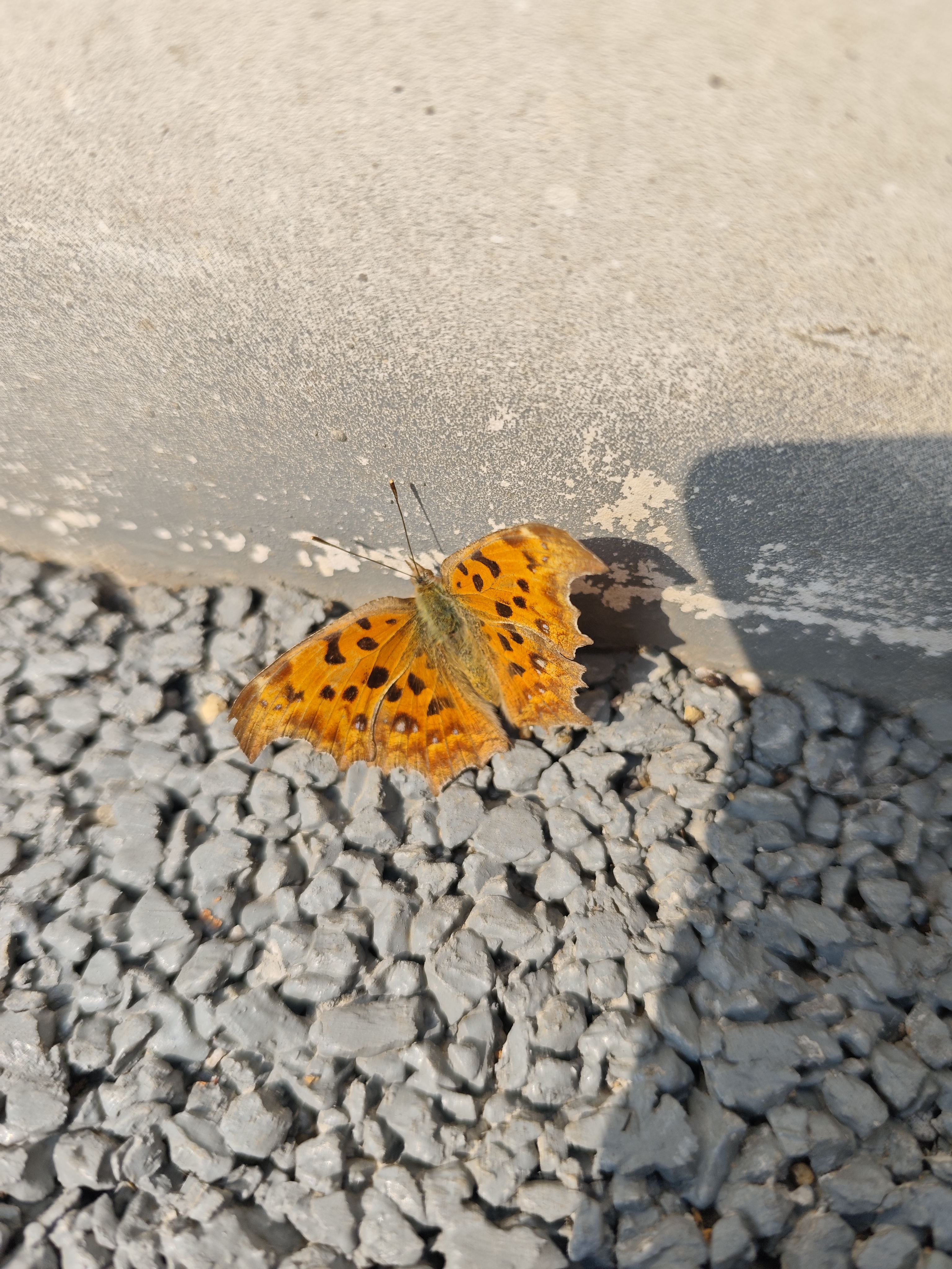 黄钩蛱蝶