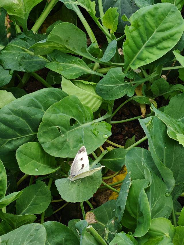 菜粉蝶