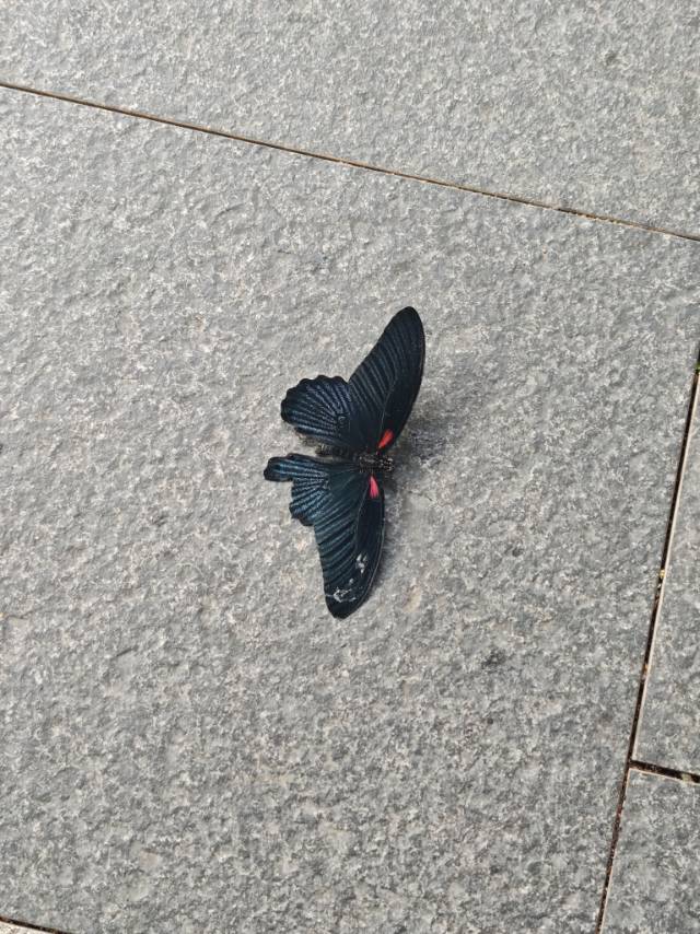 美凤蝶