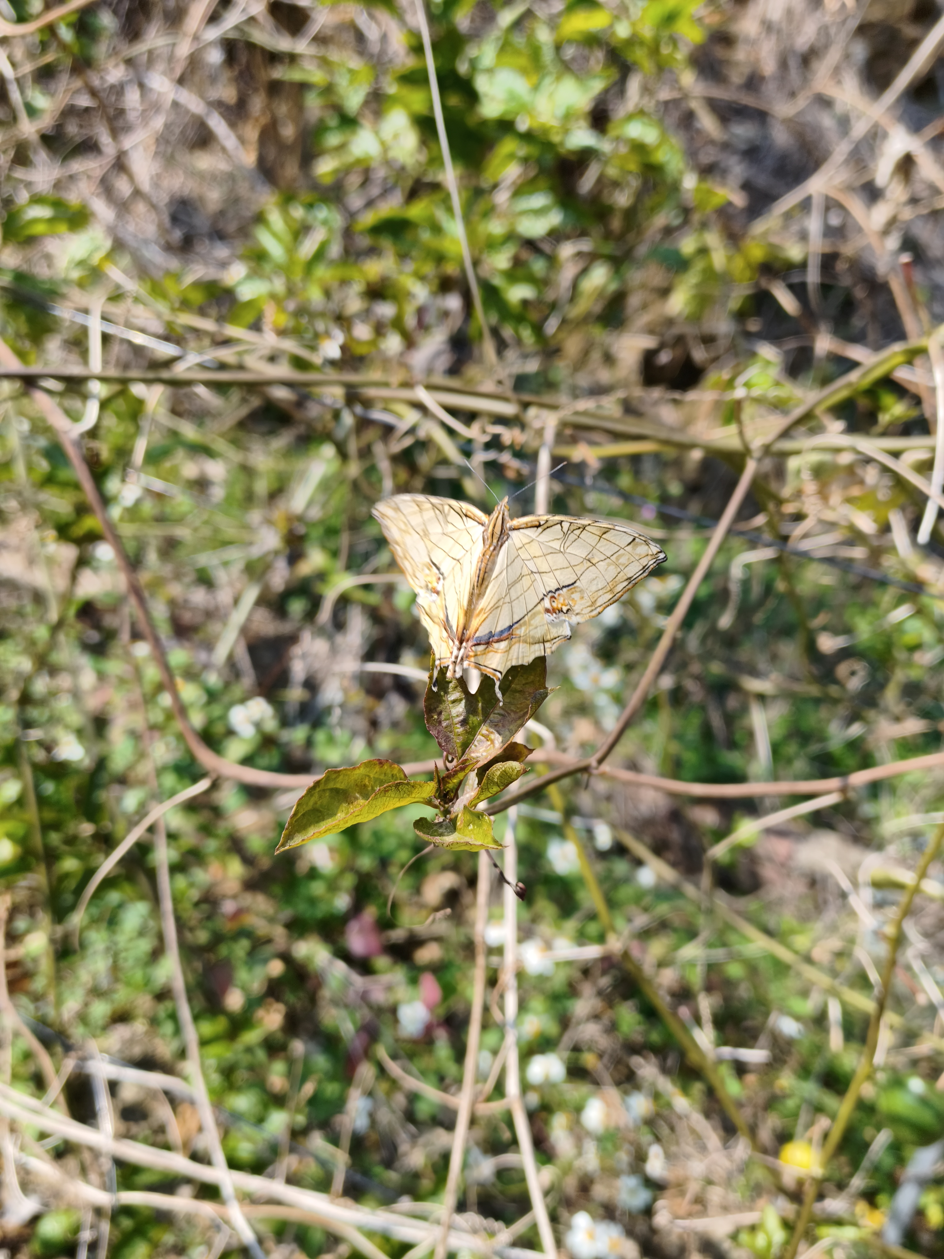 网丝蛱蝶