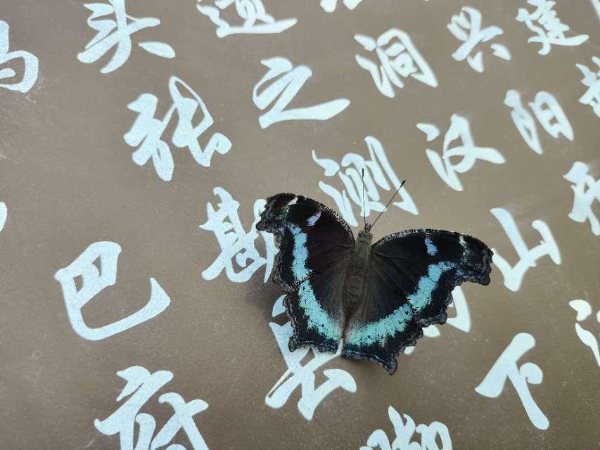 琉璃蛱蝶
