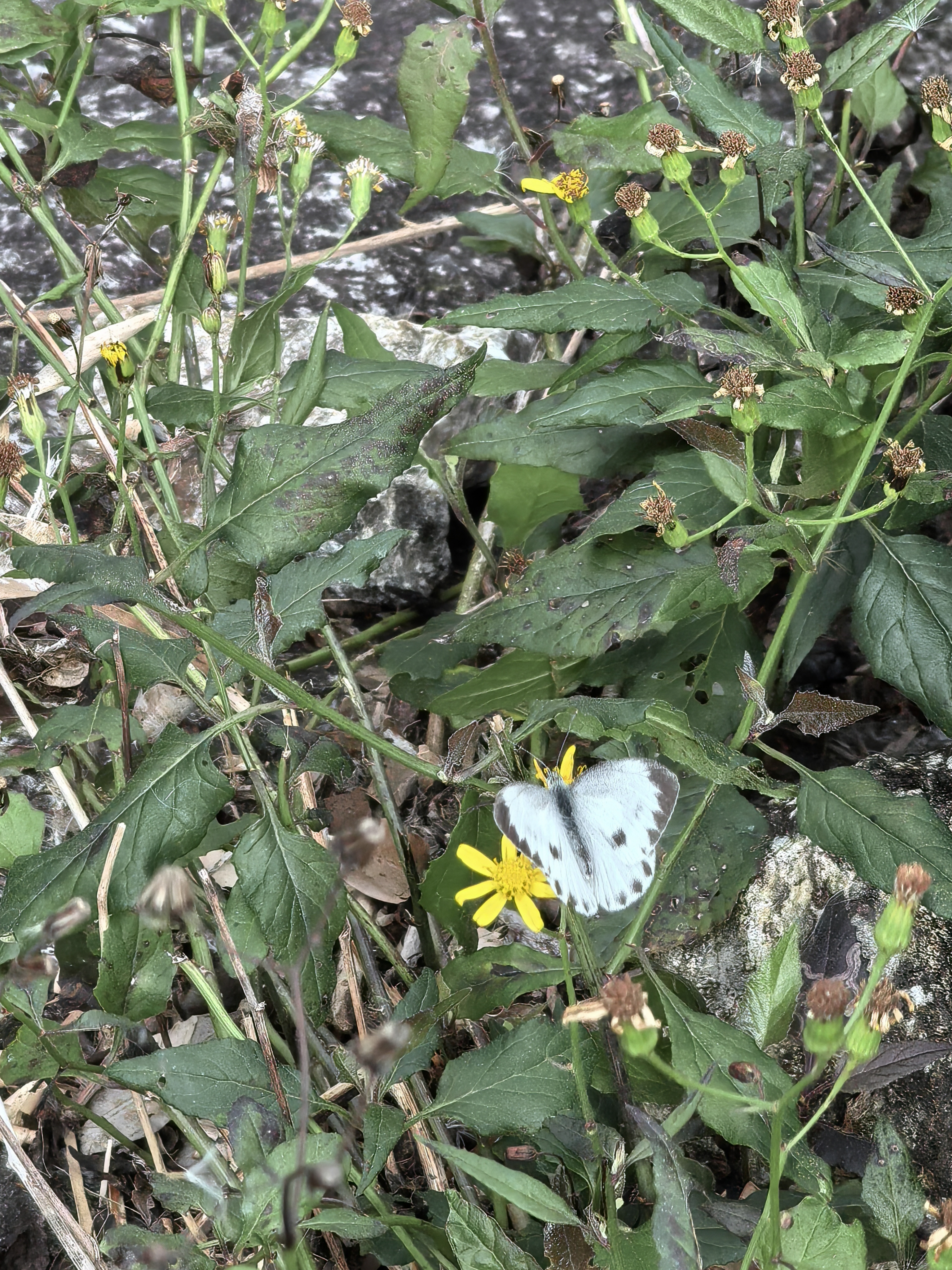 东方菜粉蝶