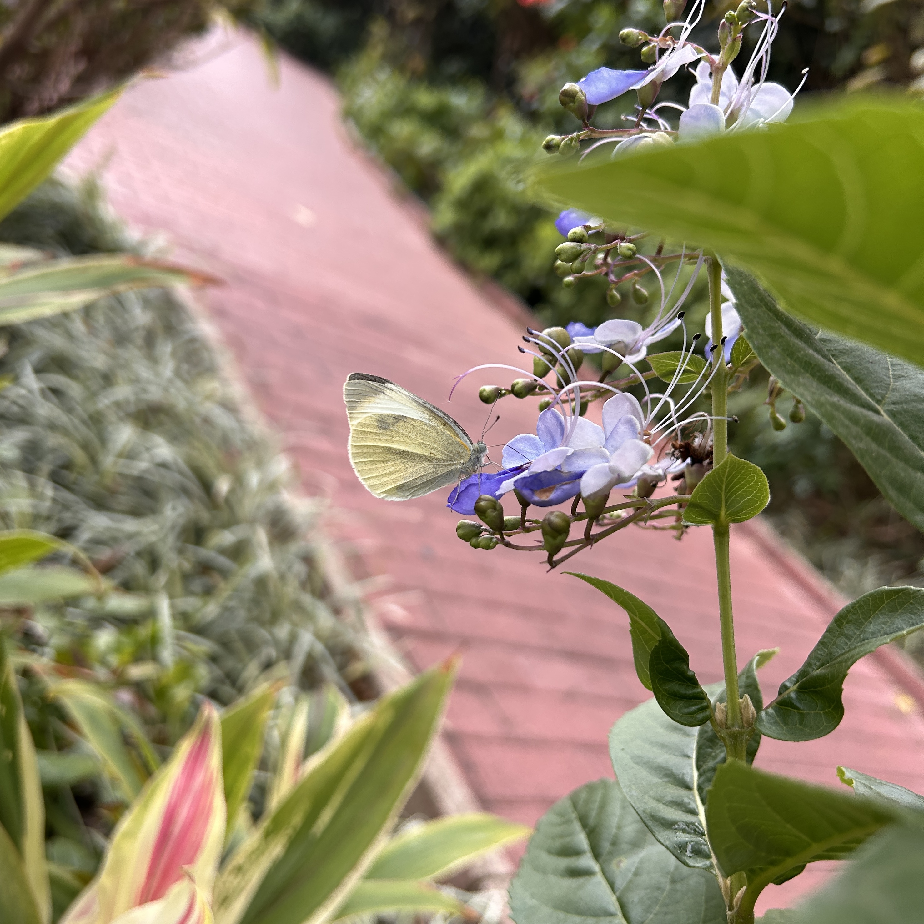 菜粉蝶