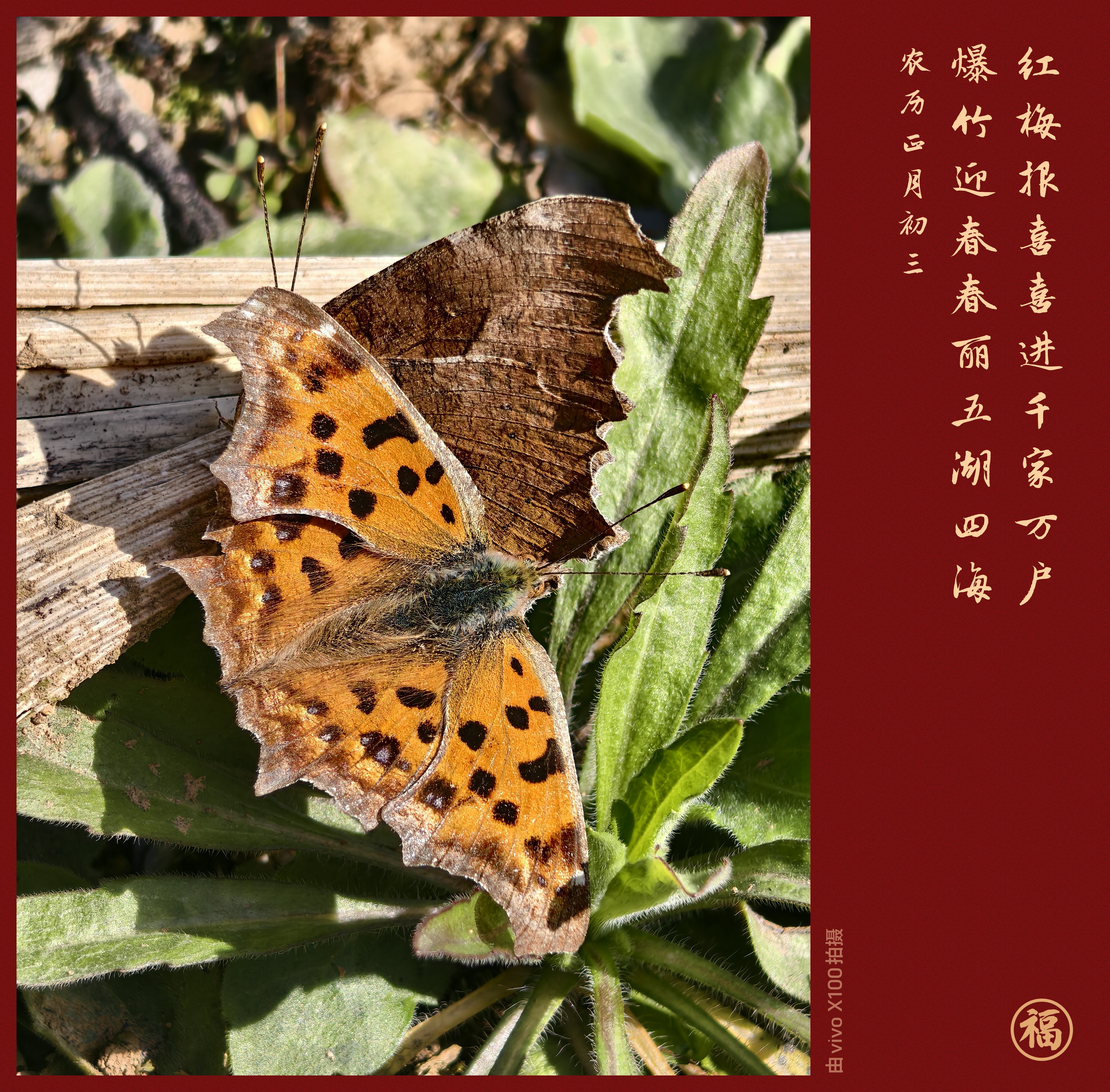 黄钩蛱蝶