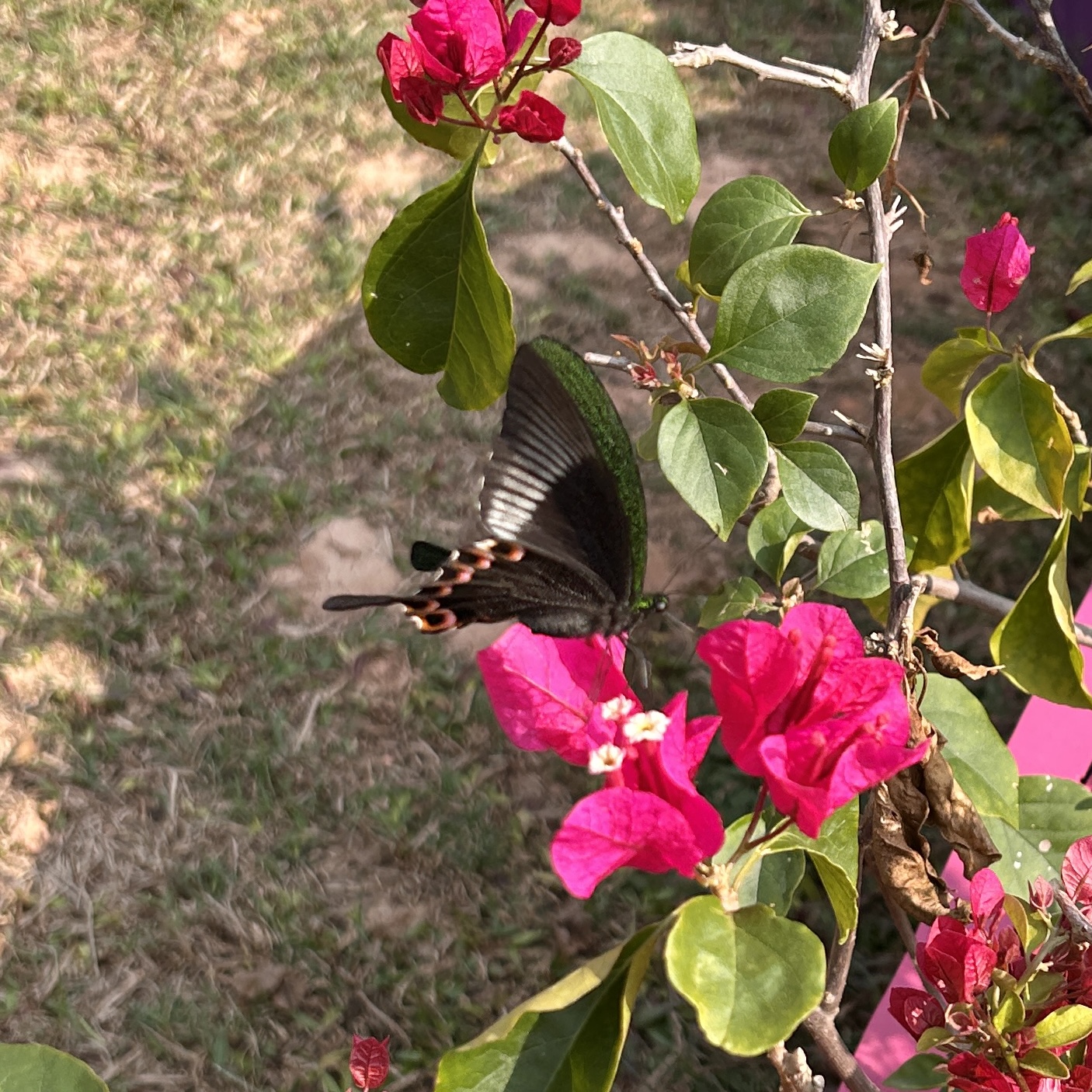 巴黎翠凤蝶