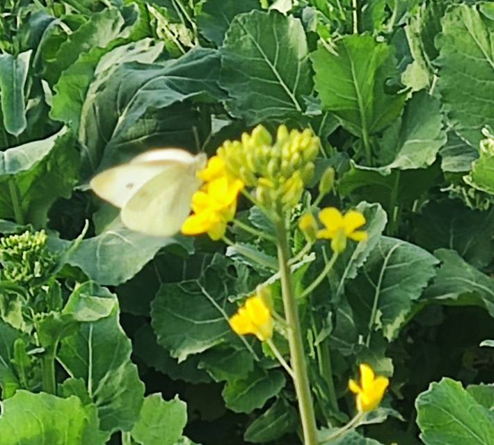 菜粉蝶