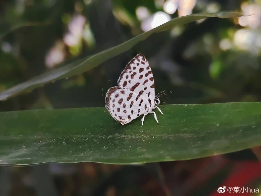 蚜灰蝶