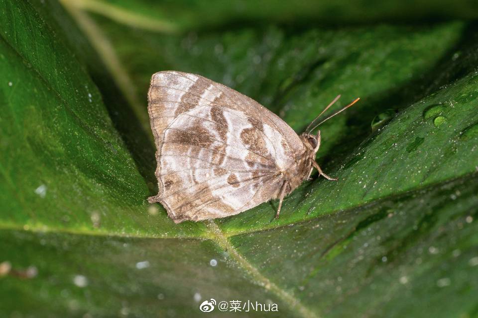 闪光花灰蝶