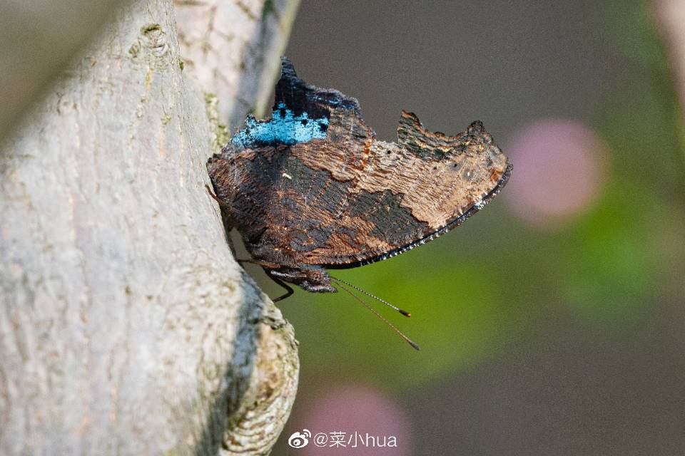 琉璃蛱蝶