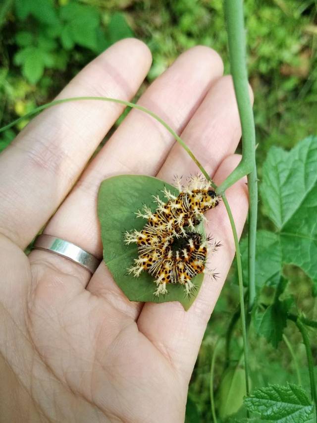 琉璃蛱蝶