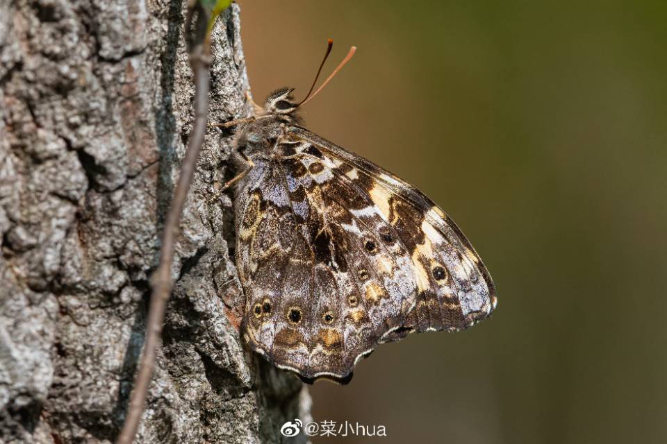 布莱荫眼蝶