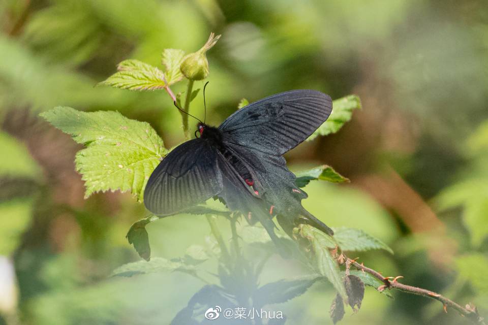 中华麝凤蝶