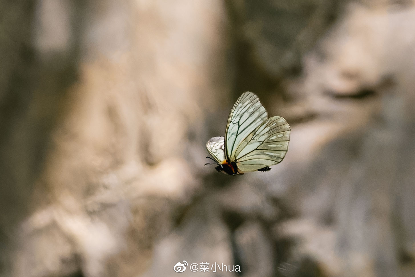 大卫绢蛱蝶