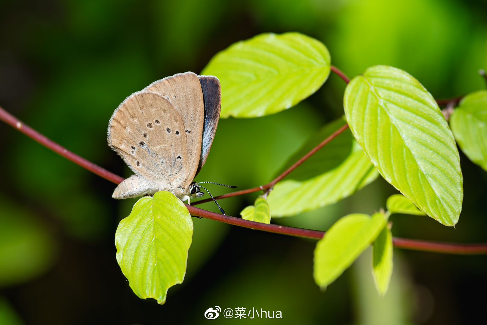 靛灰蝶