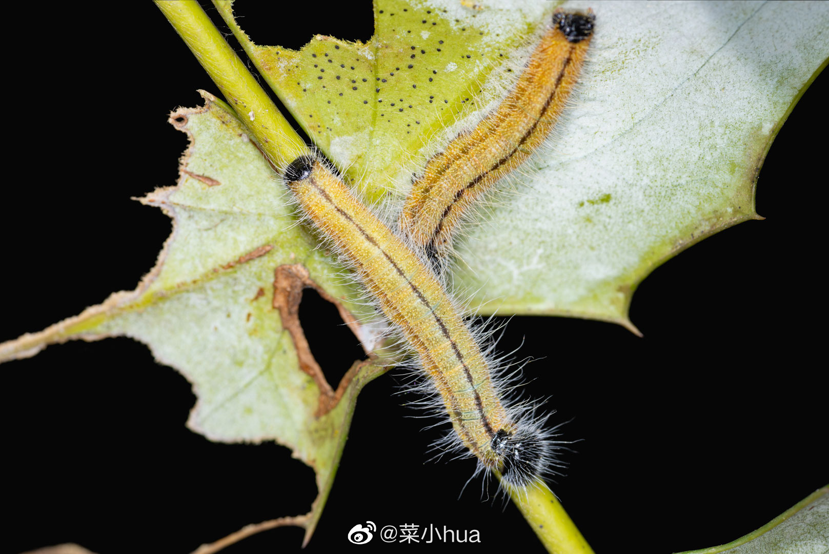 大翅绢粉蝶