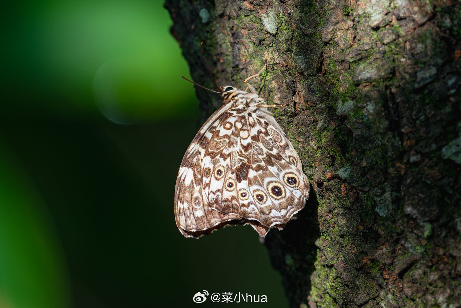 大斑荫眼蝶