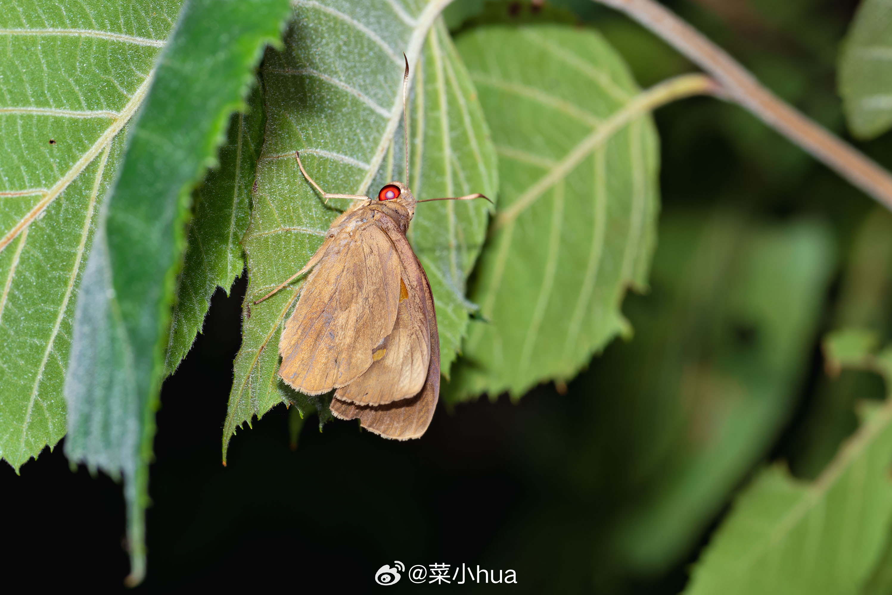 黄斑蕉弄蝶