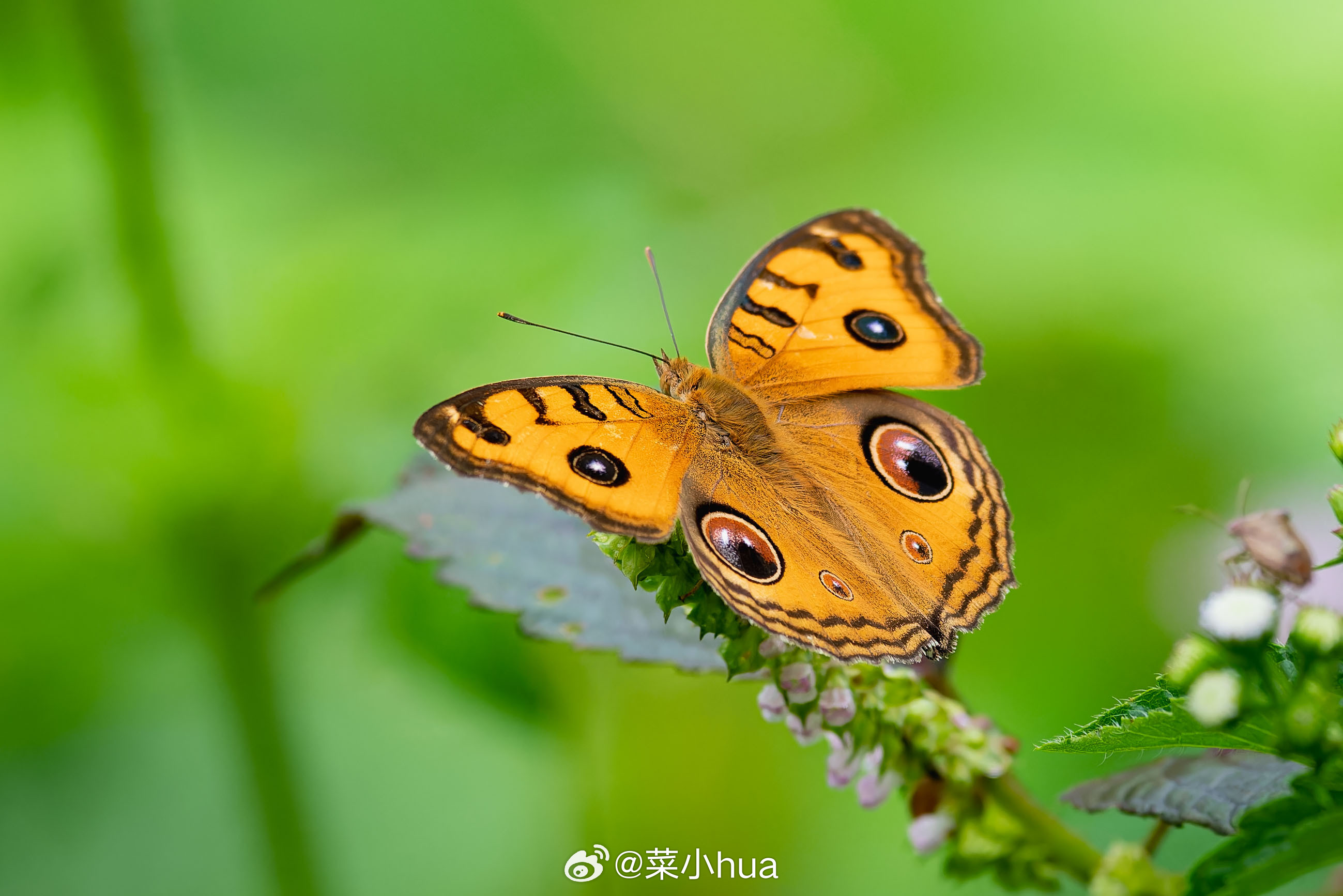 美眼蛱蝶
