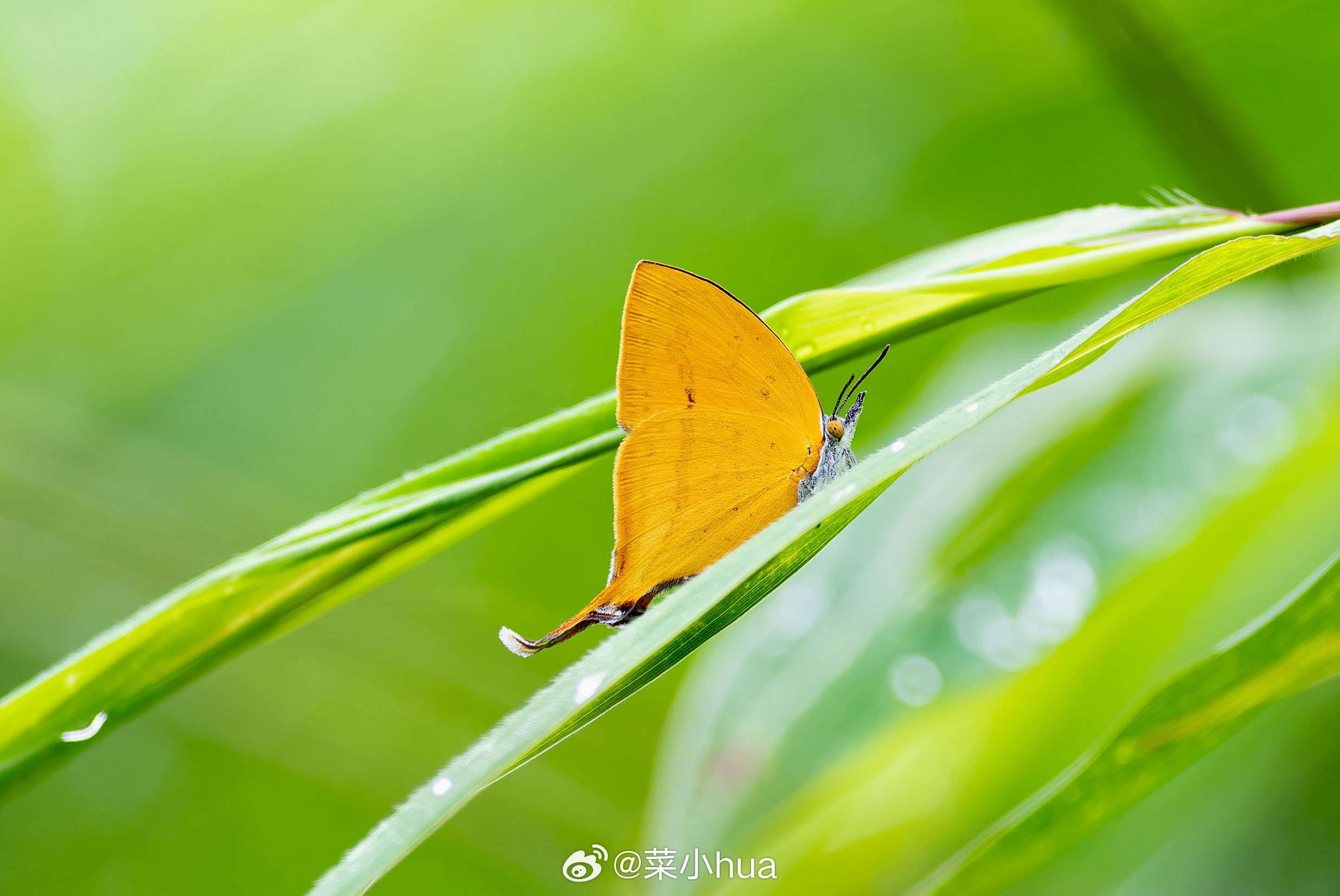 鹿灰蝶