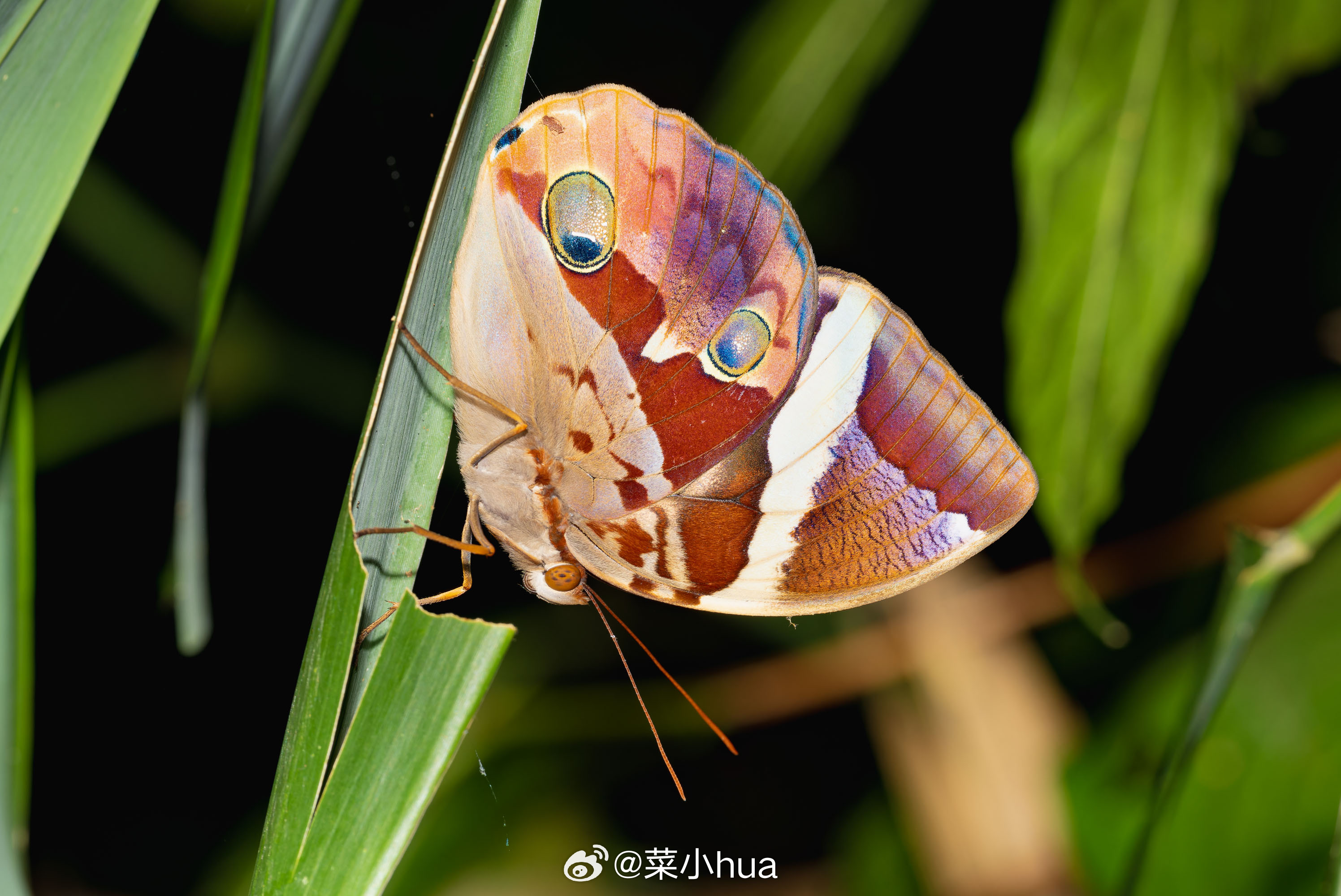 斜带环蝶