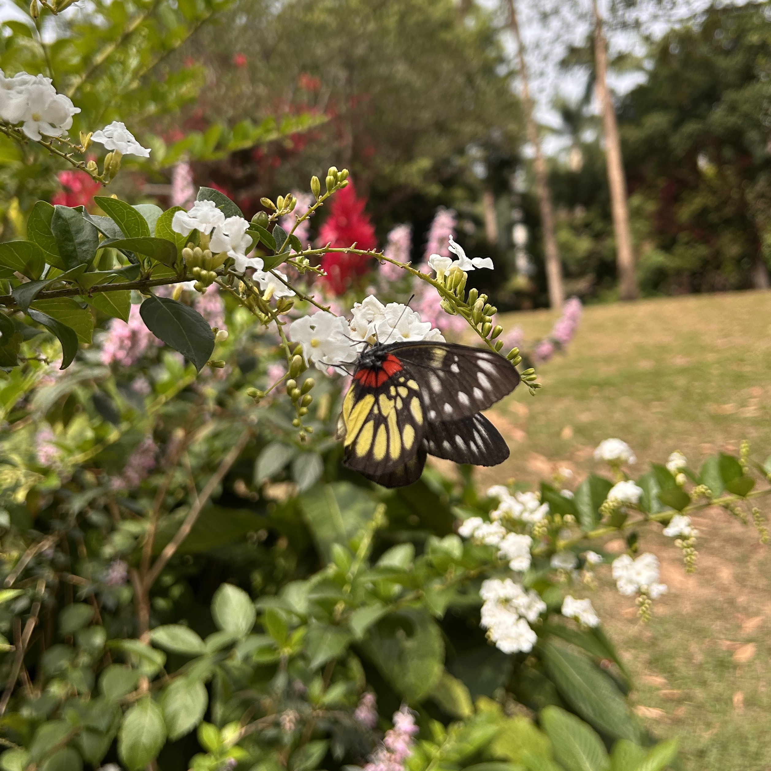 报喜斑粉蝶