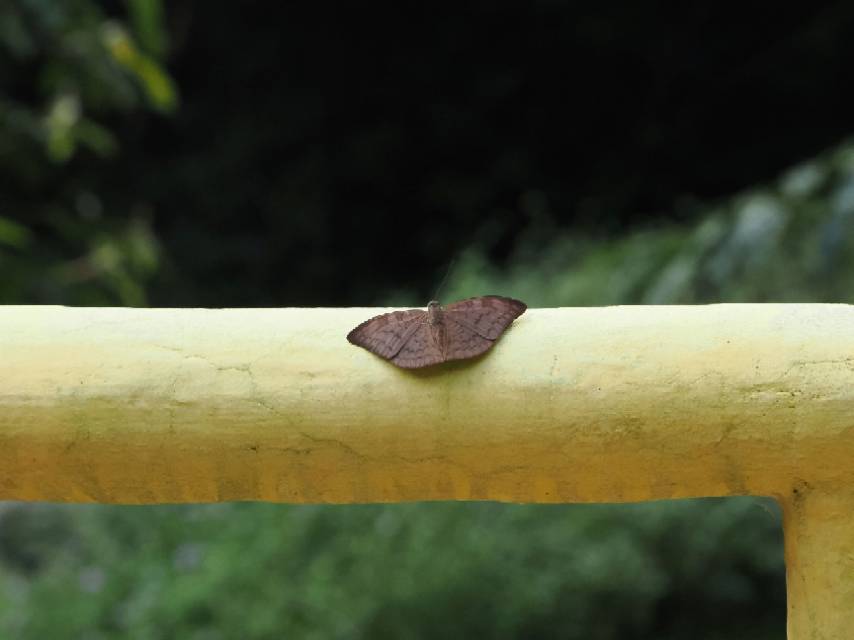 褐裙玳蛱蝶