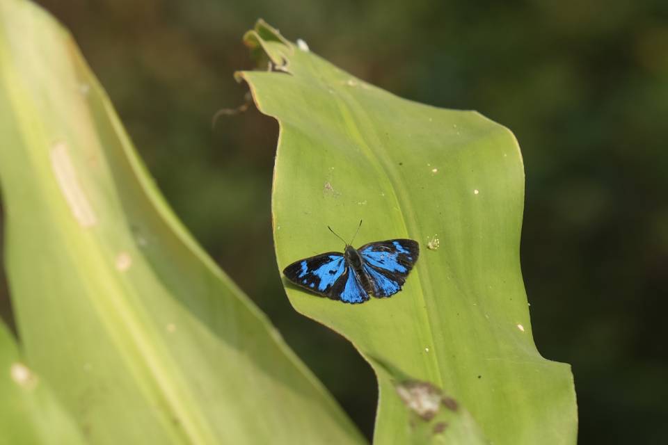 圆灰蝶