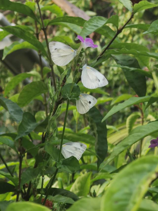 东方菜粉蝶