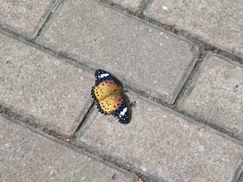 斐豹蛱蝶