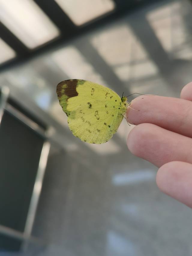 檗黄粉蝶